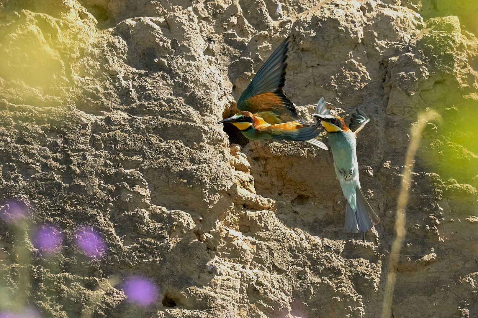 Versuch Bienenfresser im Flug zu erwischen