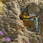 Versuch Bienenfresser im Flug zu erwischen