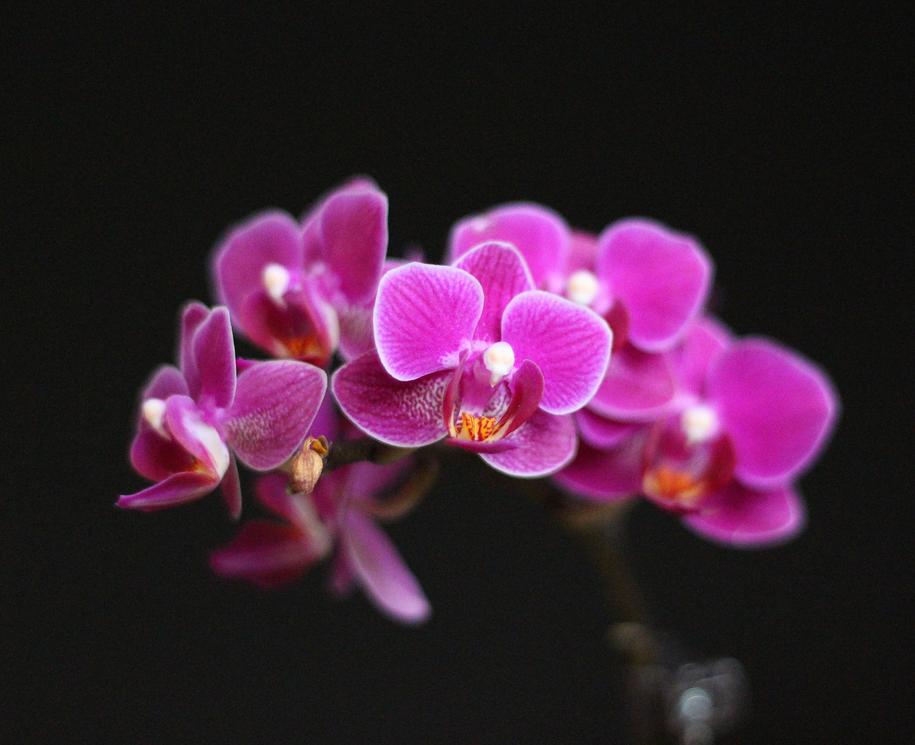 Versuch eine Orchidee zu fotografieren :)