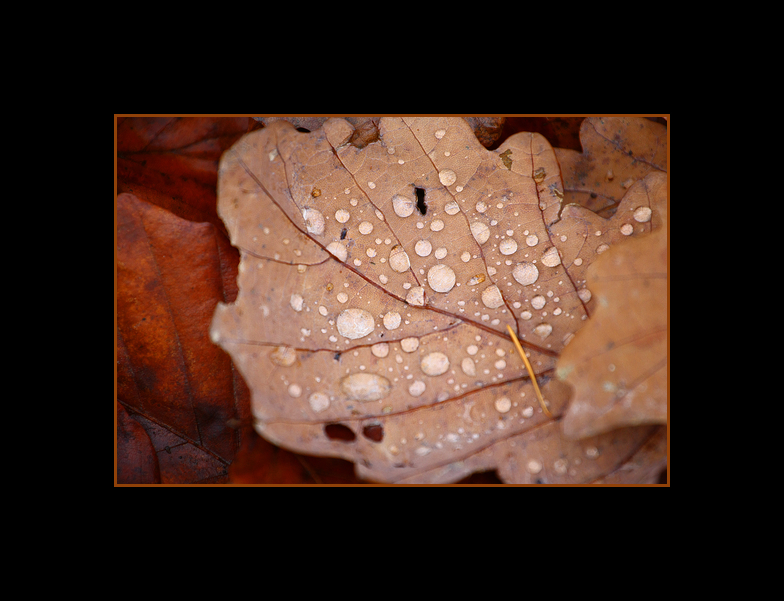 Versuch einer Herbstminiatur