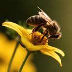 Versuch mit der Biene