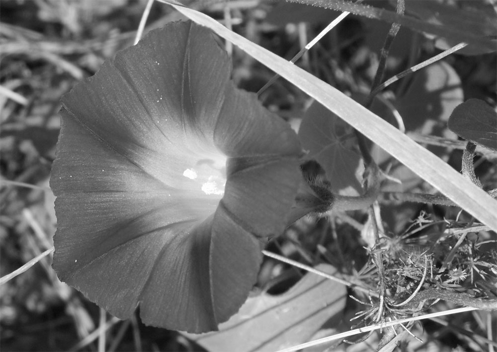 Versuch mit einer Kelchblüte