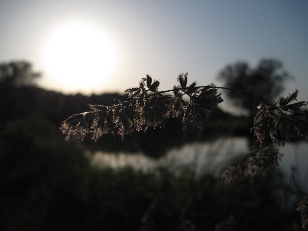 versuch mit makro bei der digicam zu fotografieren