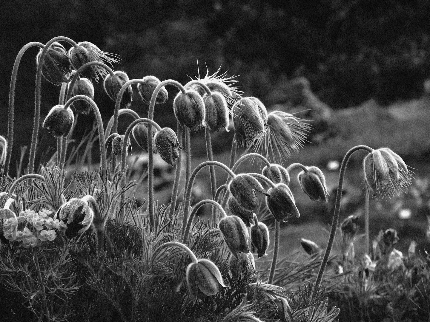 Versuche im Botanischen Garten