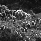 Versuche im Botanischen Garten