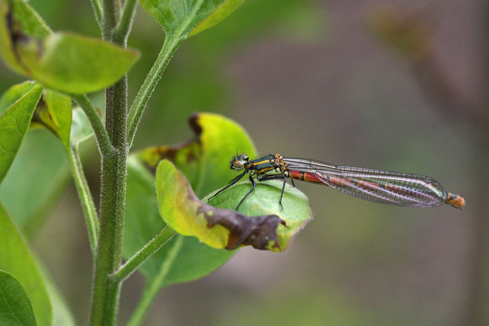 Versuche mich mit dem Makro 90 mm von Tamron, nur ein Schnappschuss.