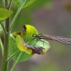 Versuche mich mit dem Makro 90 mm von Tamron, nur ein Schnappschuss.