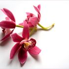 Versuche mit Ordchideen