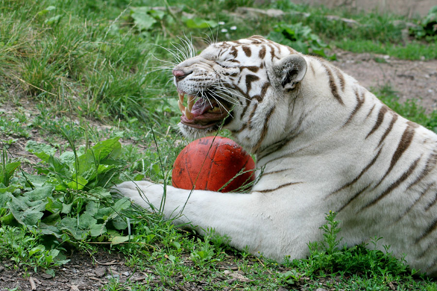 Versucht ja nicht mir den Ball weg zu nehmen