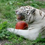 Versucht ja nicht mir den Ball weg zu nehmen