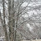 versuchter  Winter, auch nahe der Stadt