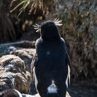 Versunken, Felsenpinuin, Falkland