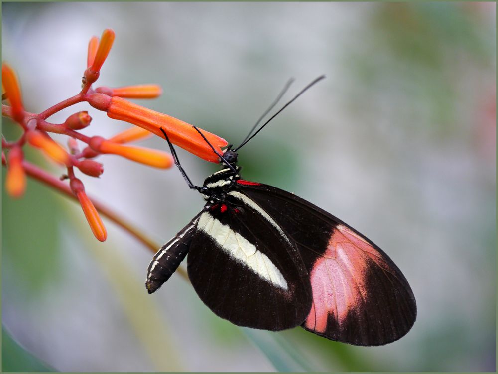 versunken - Heliconius erato