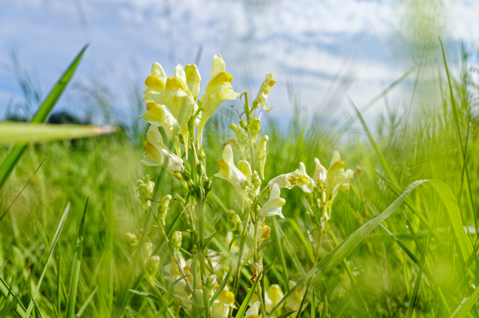 Versunken im Gras