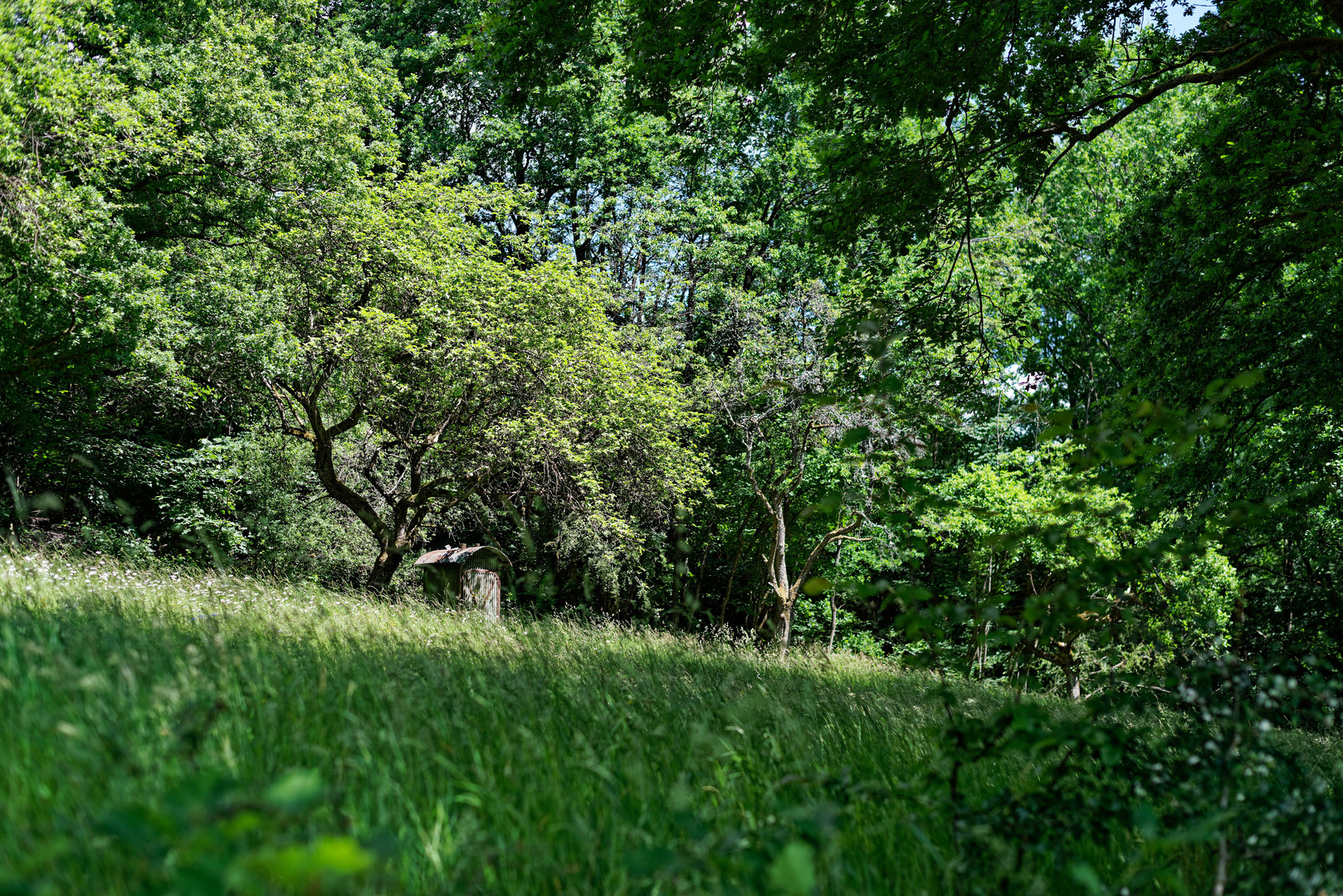 Versunken im Gras