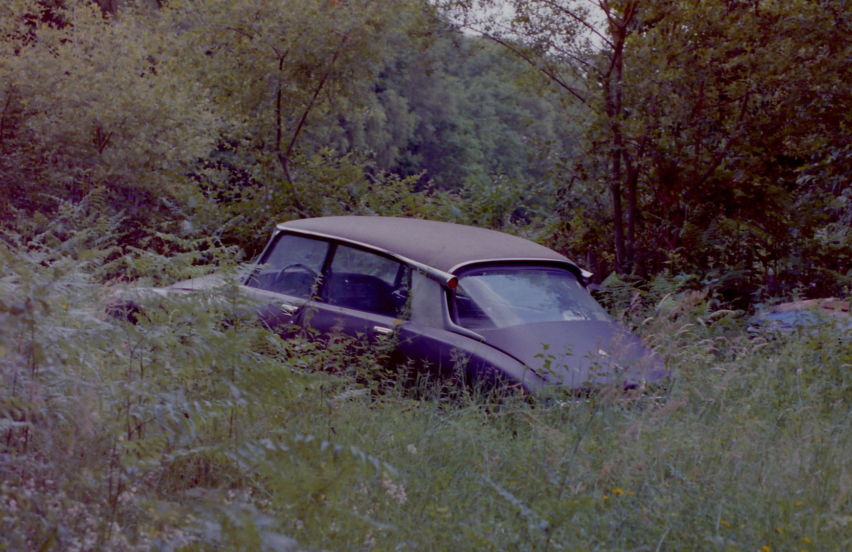 Versunken im Gras - Citroen DS