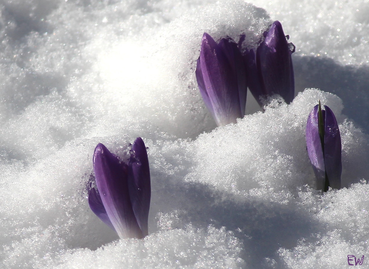 versunken im Schnee...