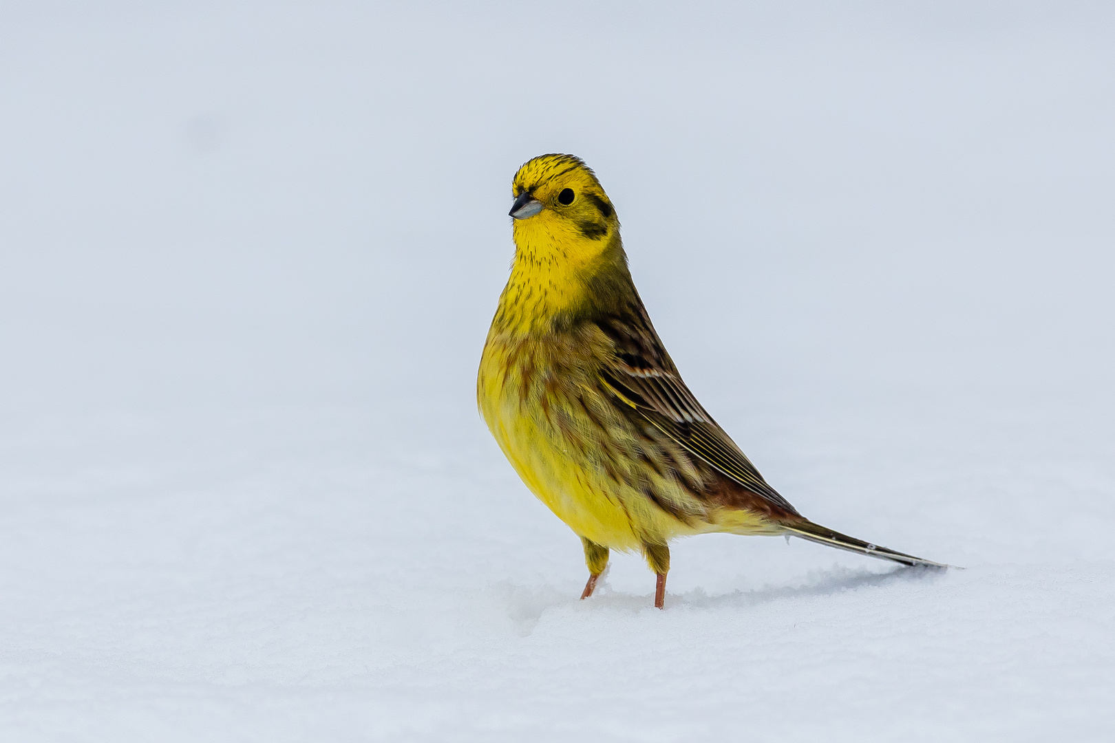 versunken im Schnee...aber selbstbewusst