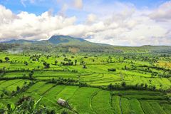 Vert Bali