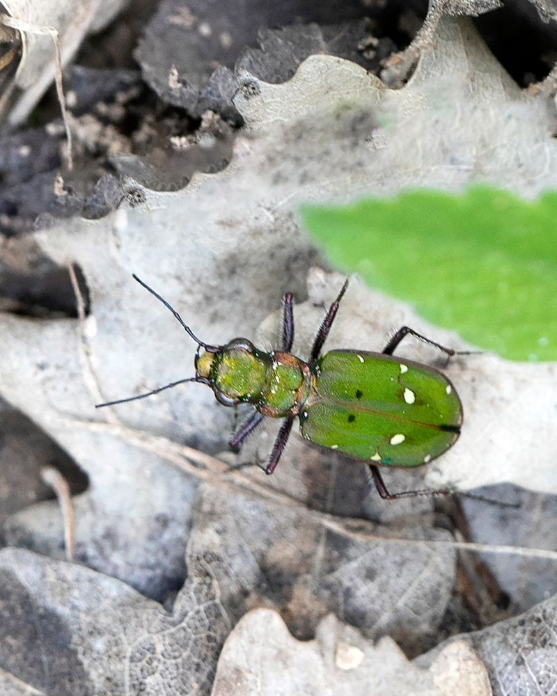 Vert Cicindèle-Cicindela campestris