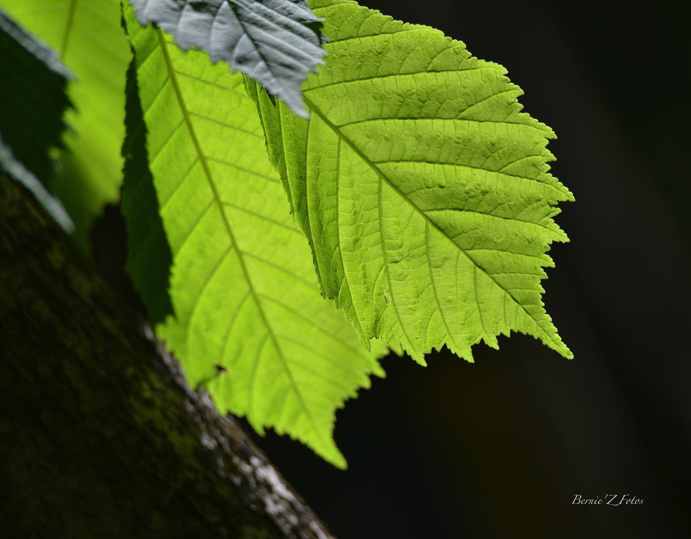 Vert, couleur de l'espoir !