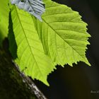 Vert, couleur de l'espoir !