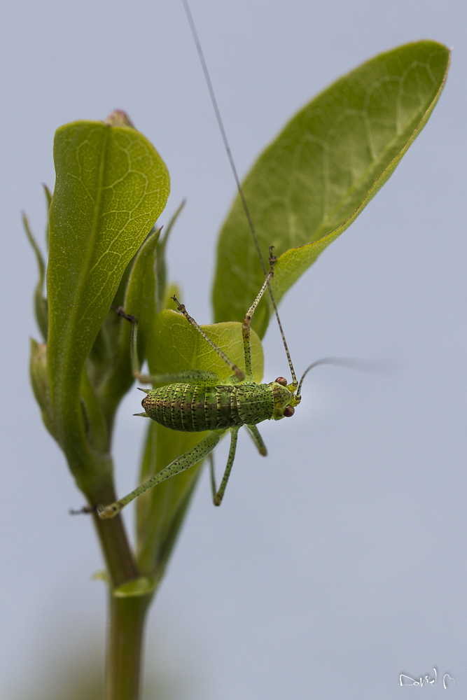 Vert Cricket