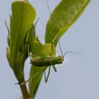Vert Cricket