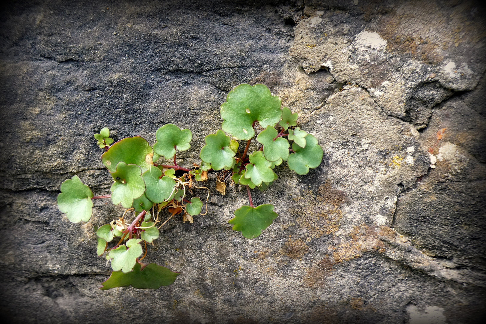 Vert dans les vieilles pieres 