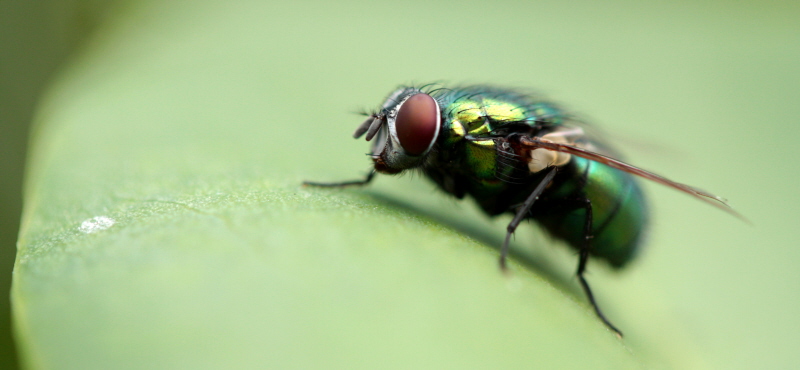 vert de mouche