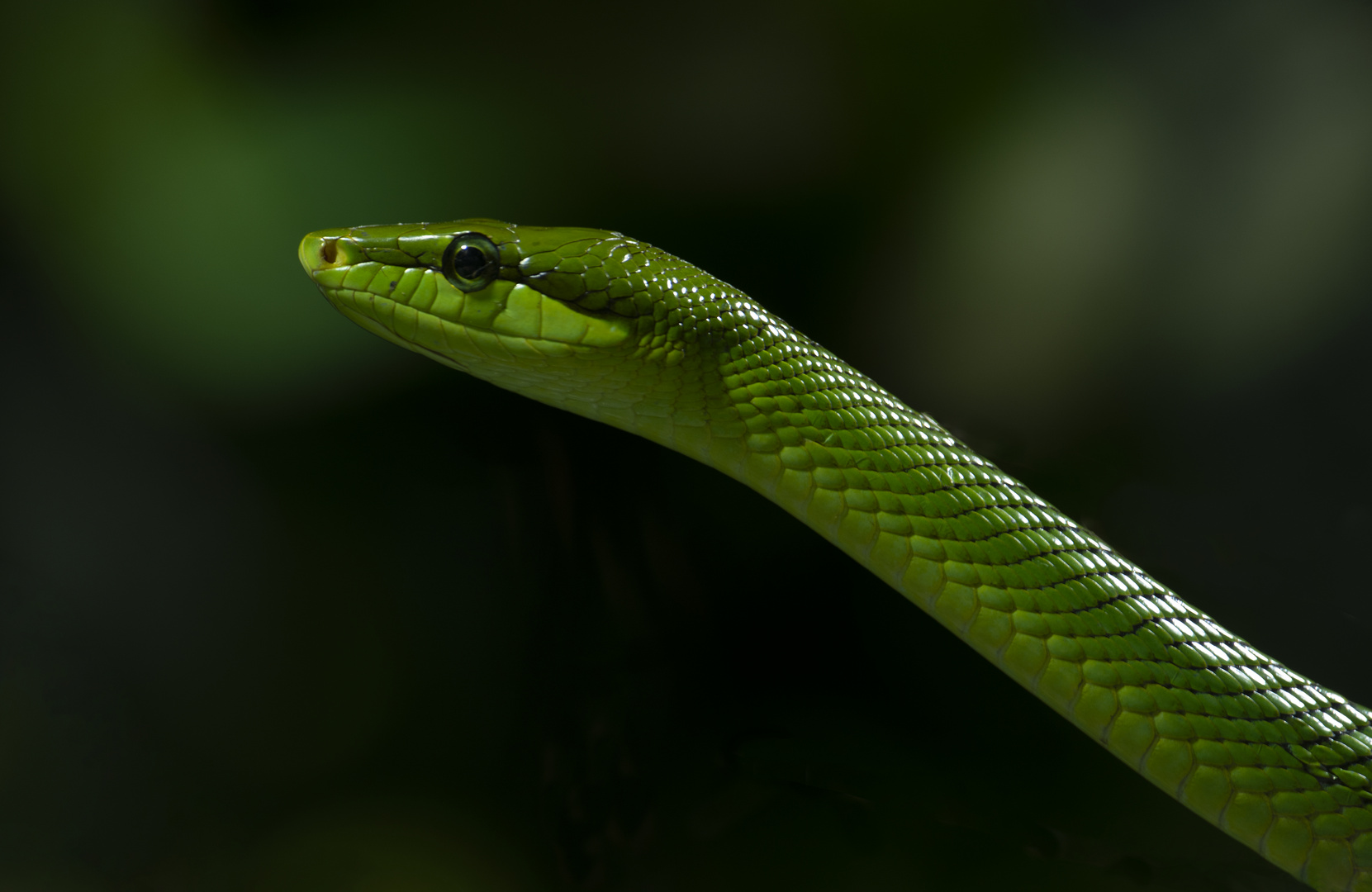 Vert ! (Dendroaspis angusticeps, mamba vert)