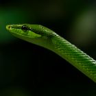 Vert ! (Dendroaspis angusticeps, mamba vert)