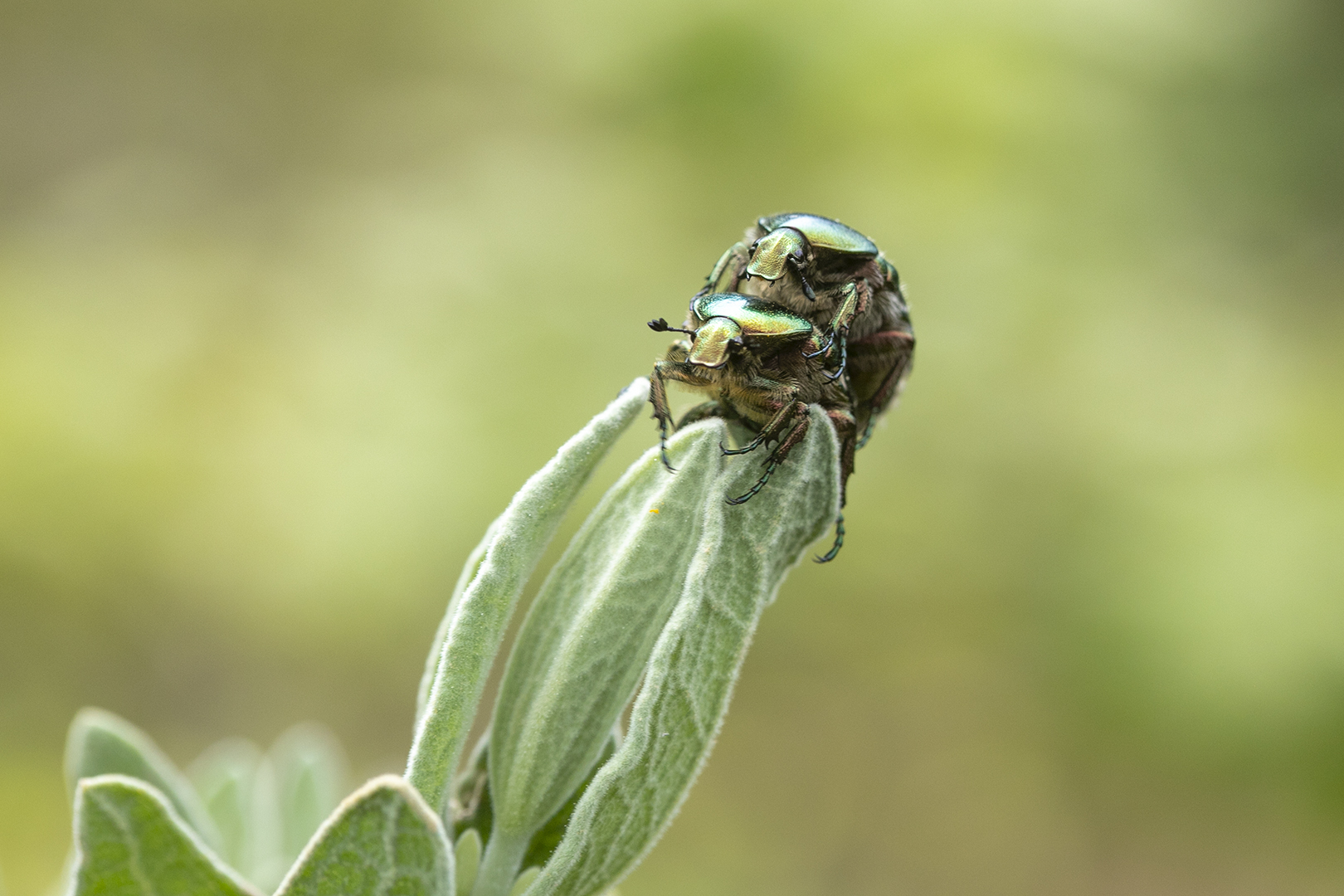 Vert désir