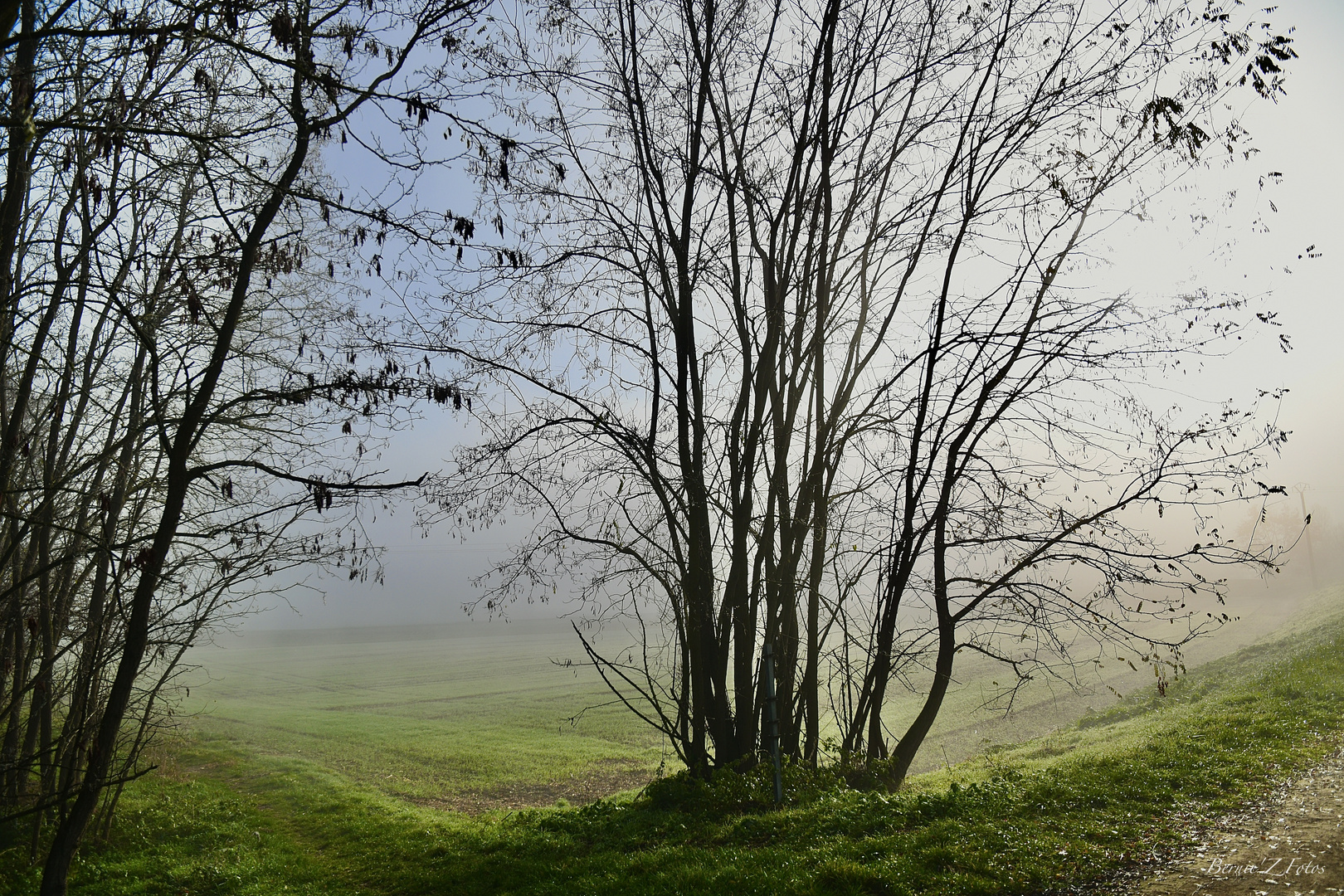 Vert et bleu dans la brume