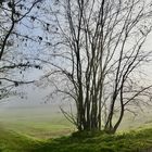 Vert et bleu dans la brume