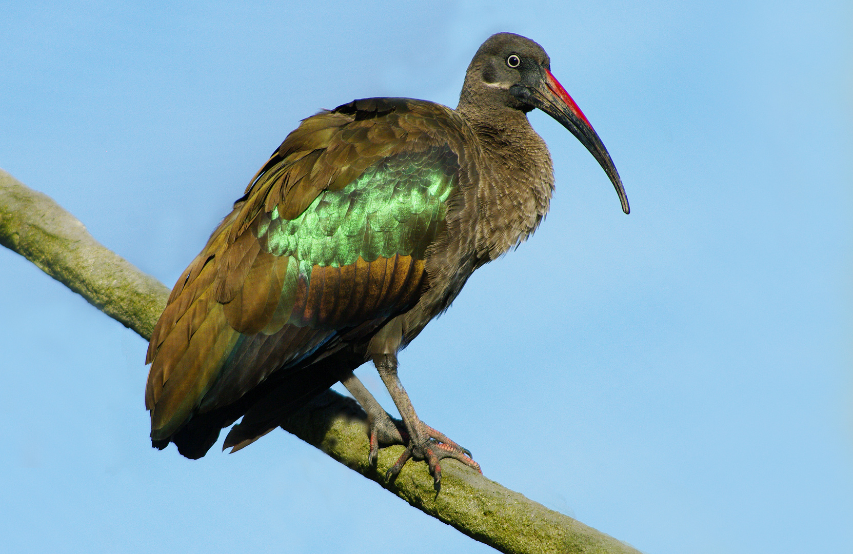 Vert et bronze (Bostrychia hagedash, ibis hagedash)