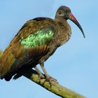 Vert et bronze (Bostrychia hagedash, ibis hagedash)