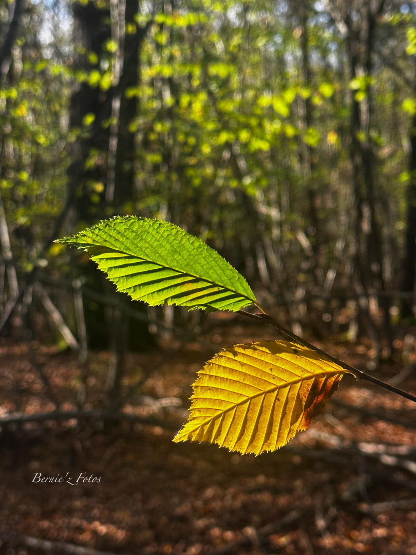 Vert et jaune sur la même branche