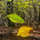 Vert et jaune sur la même branche