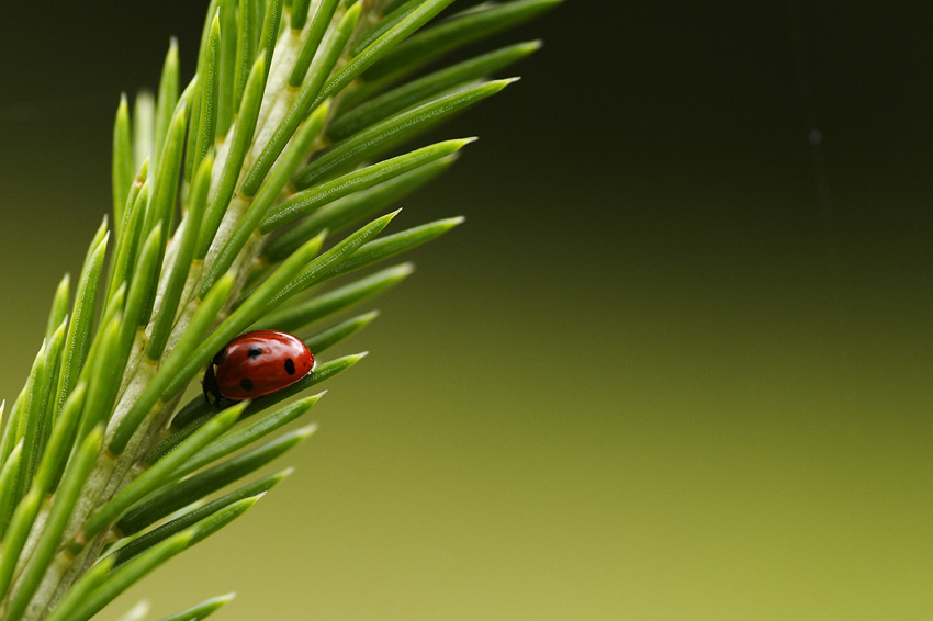 Vert et Rouge de MatthieuD 