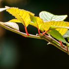 Vert et rouge