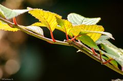 Vert et rouge