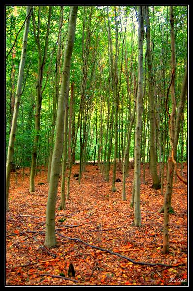 Vert été, orange d'automne