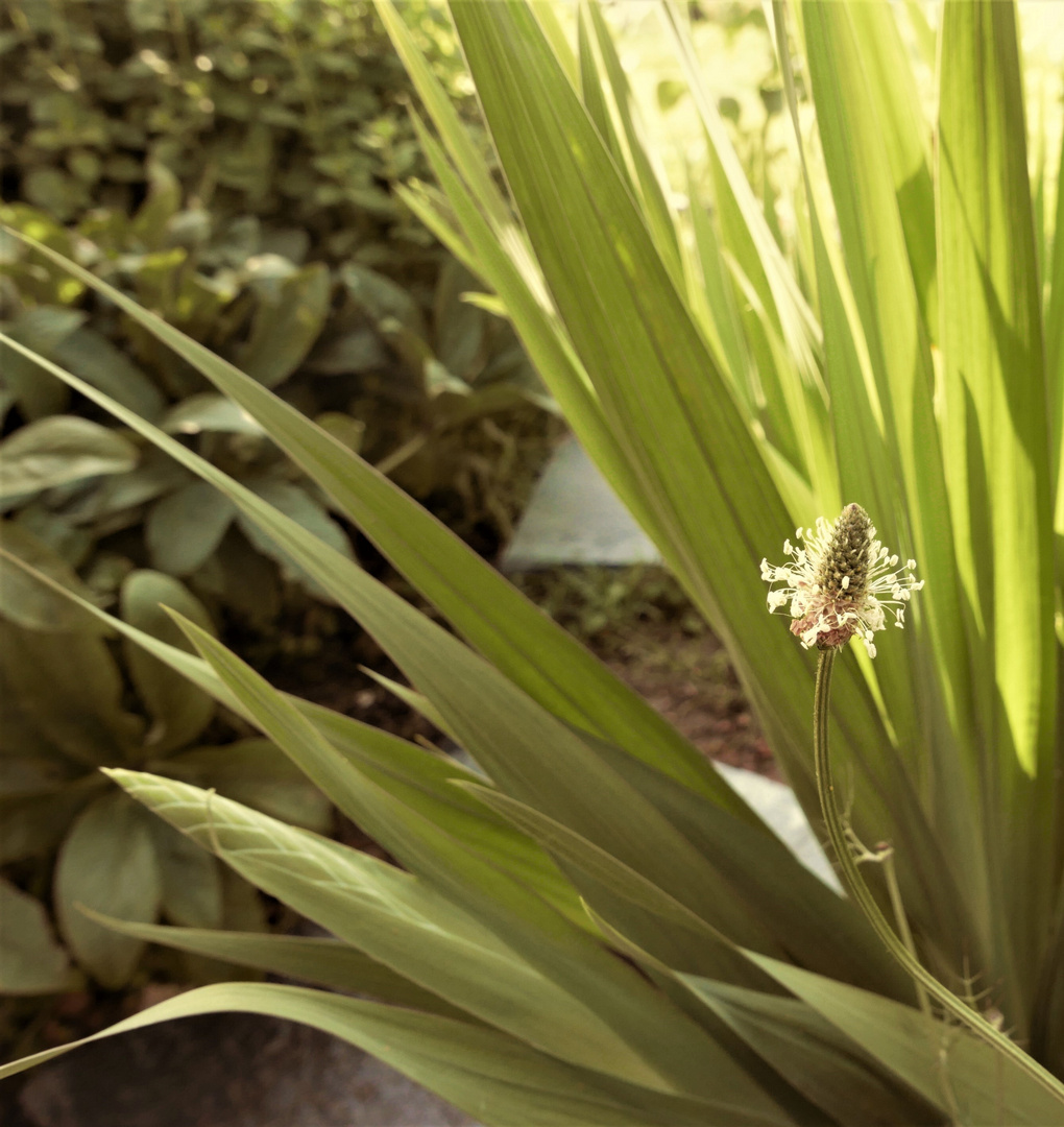 vert glaieul et plantain