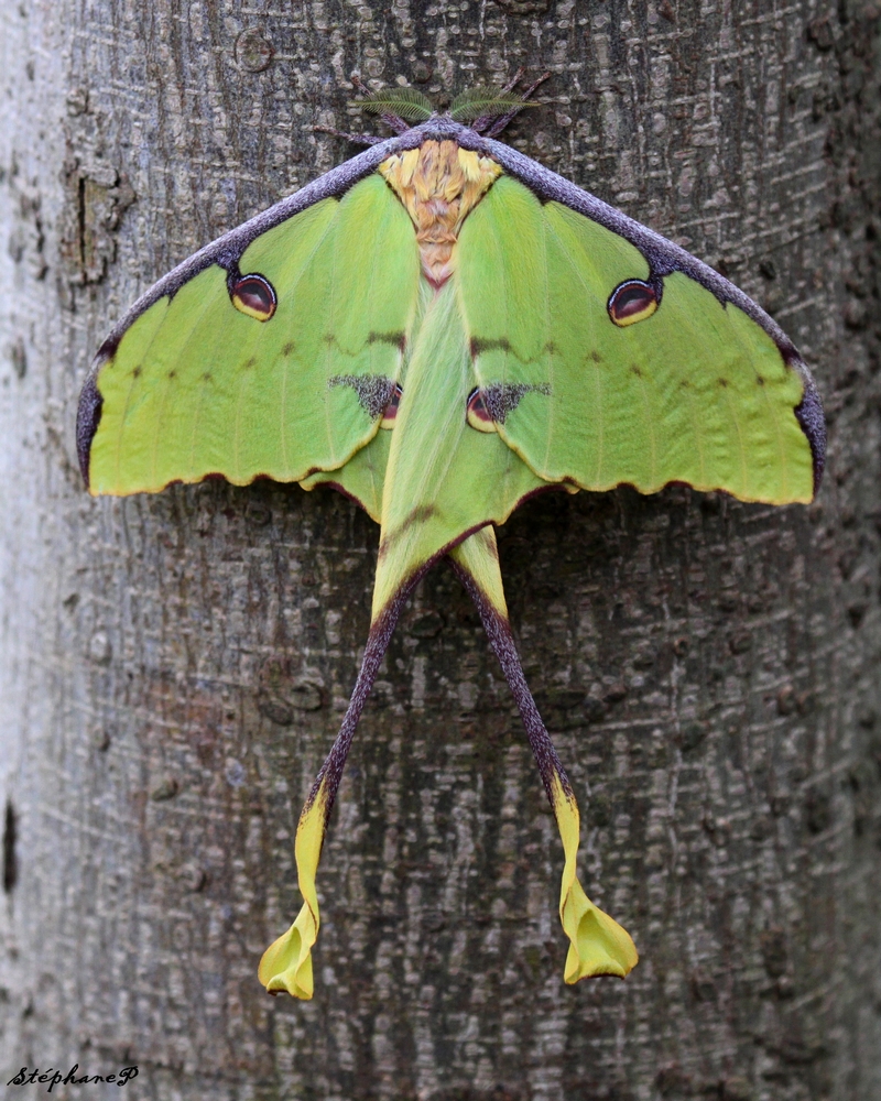 Vert papillon