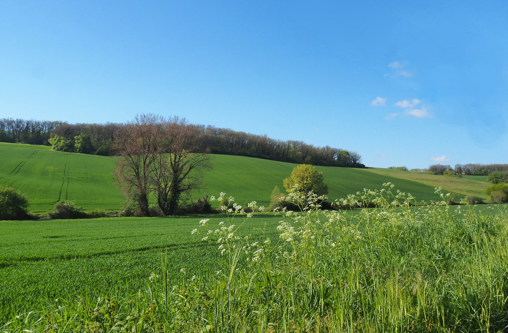 Vert printemps