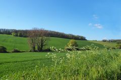 Vert printemps