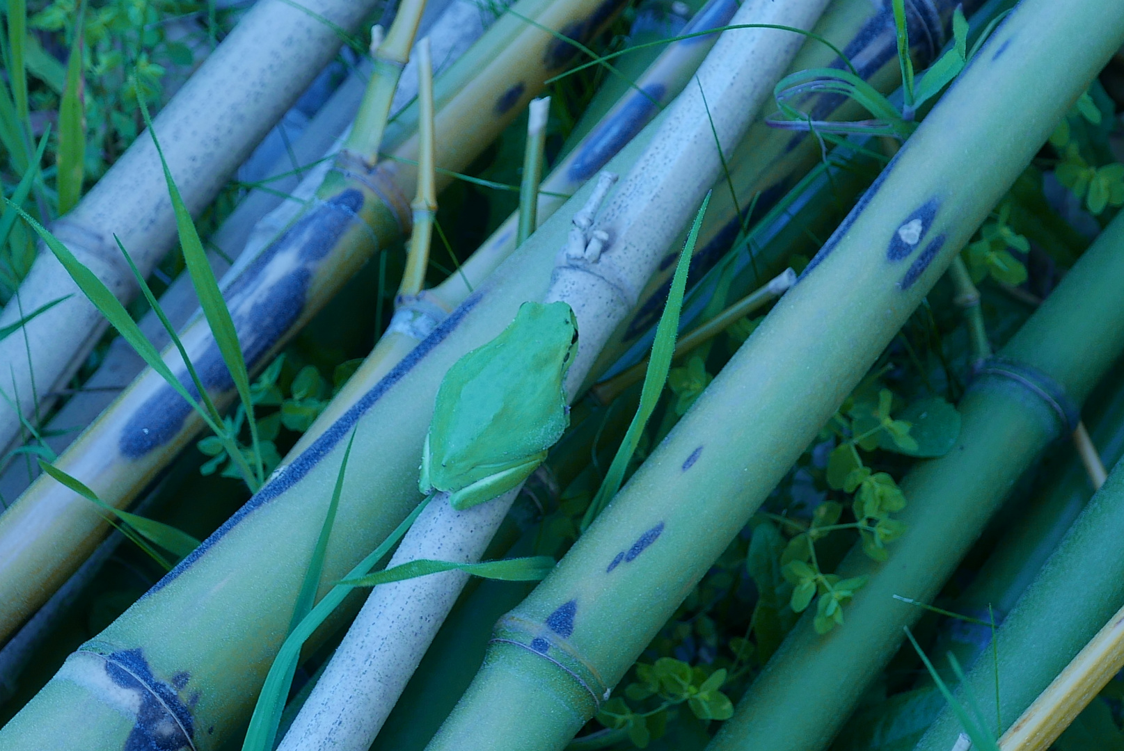 vert rainette et vert bambou