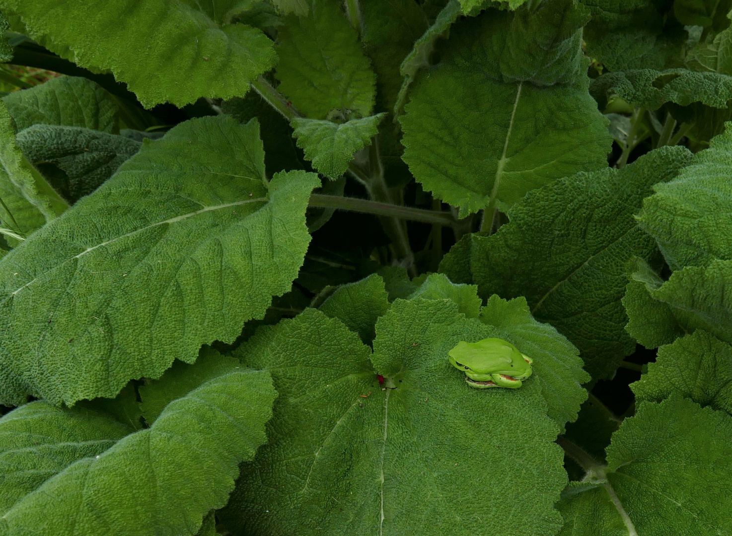 vert rainette et vert sauge sclarée