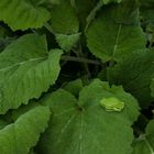 vert rainette et vert sauge sclarée